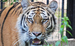 帯広動物園