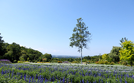 Tokachi Hills